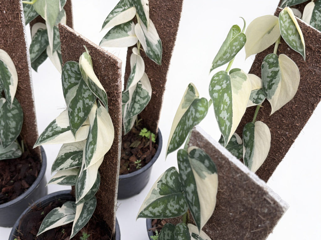 Scindapsus Mayari Variegated (Large Size) - Set of 10 Plants