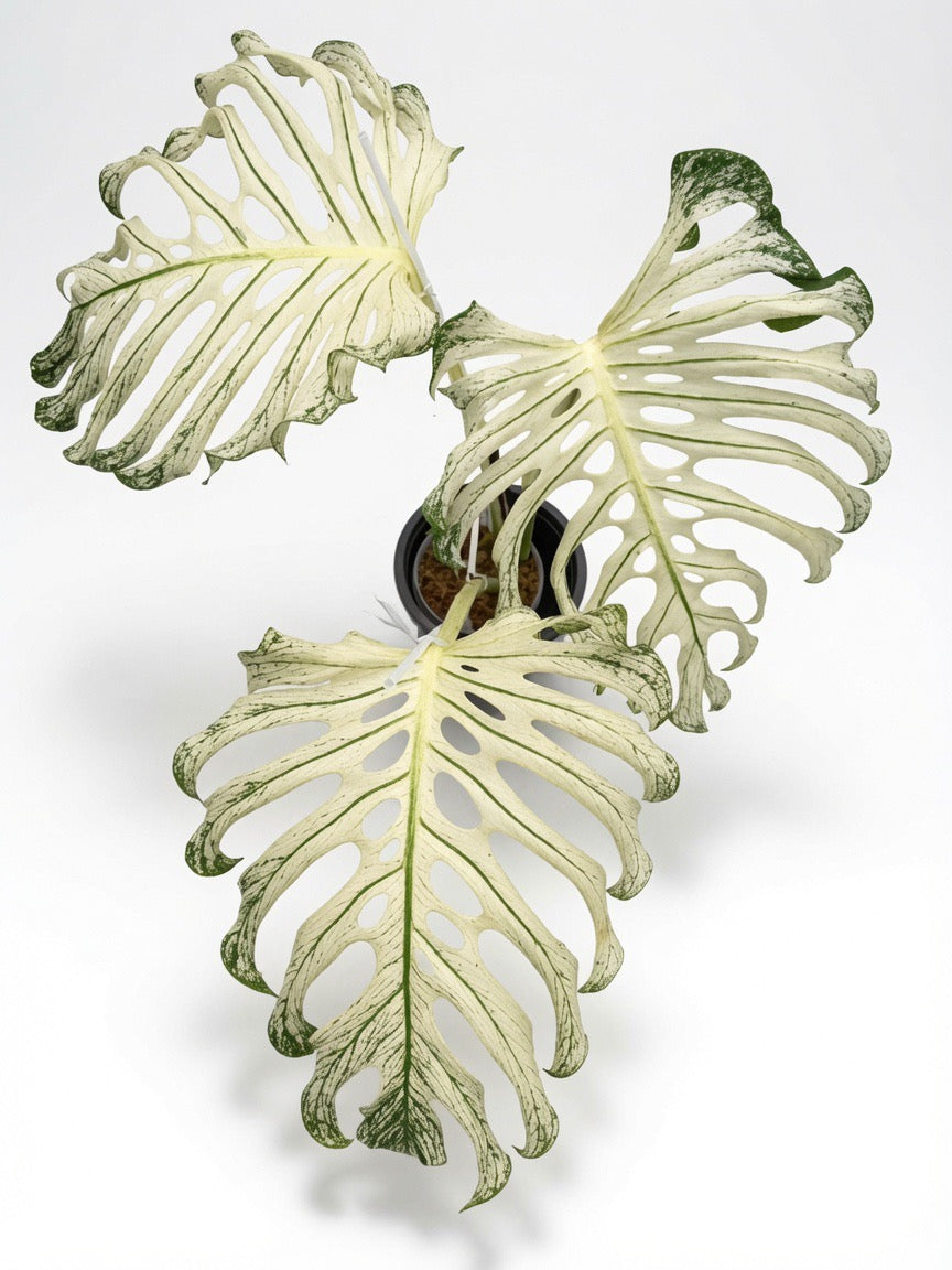 Monstera Deliciosa ‘Devil Monster’ Variegated mature XL plant showing dramatic white marbled variegation and large fenestrated leaves, premium wholesale specimen