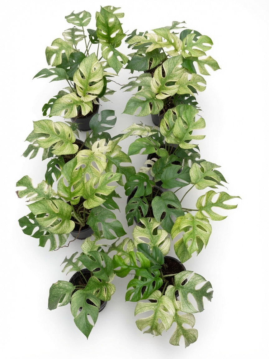 Rhaphidophora Tetrasperma ‘White Monster’ Variegated - Set of 10 Plants