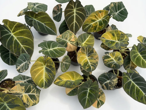 Alocasia Black Velvet Gold Variegated - Set of 10 Plants