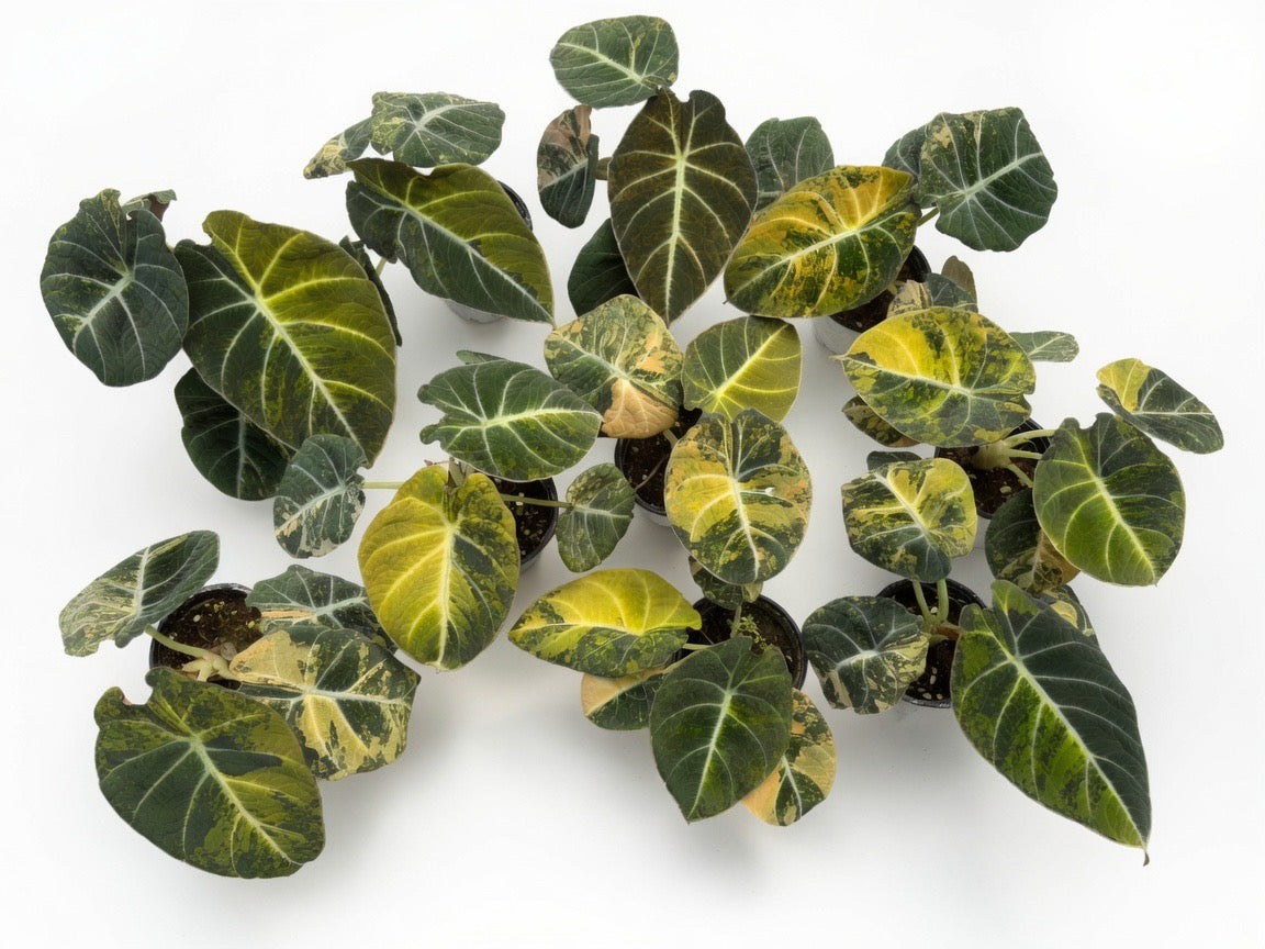 Alocasia Black Velvet Gold Variegated - Set of 10 Plants