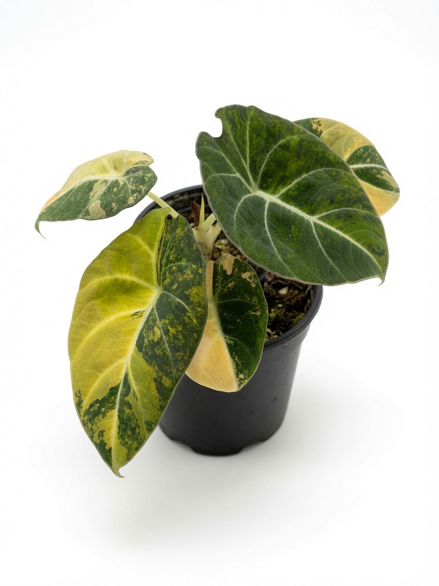 Alocasia Black Velvet Gold Variegated - Set of 10 Plants
