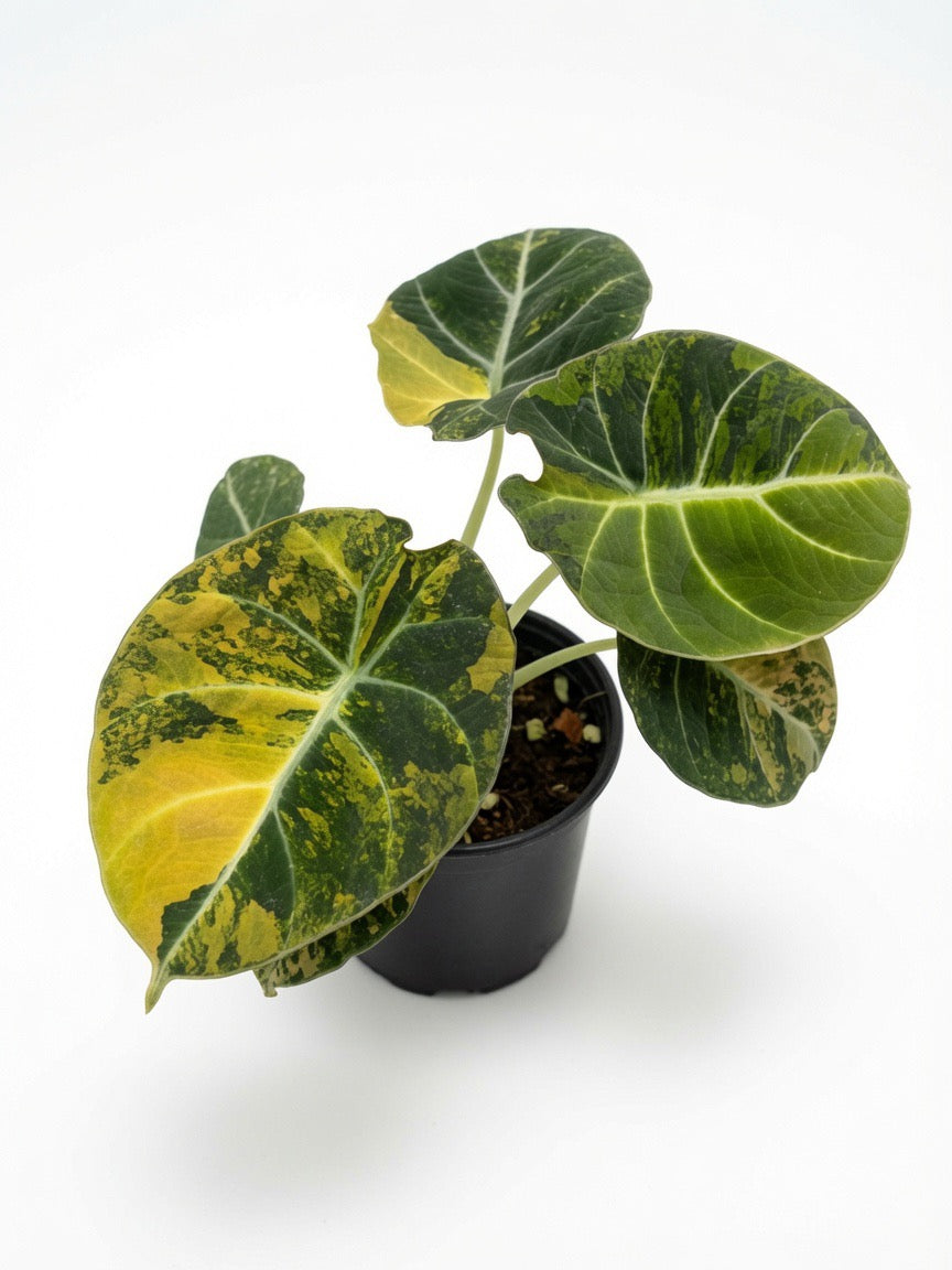 Alocasia Black Velvet Gold Variegated - Set of 10 Plants