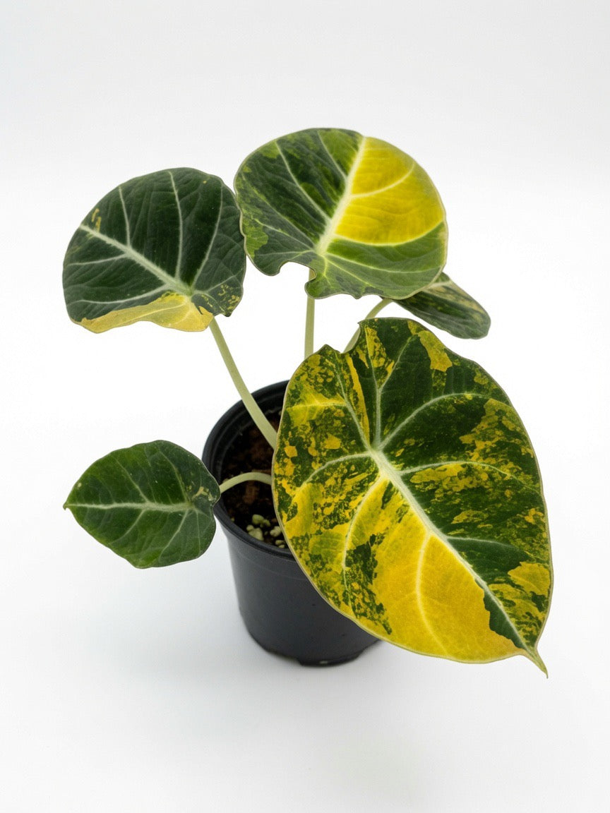 Alocasia Black Velvet Gold Variegated - Set of 10 Plants