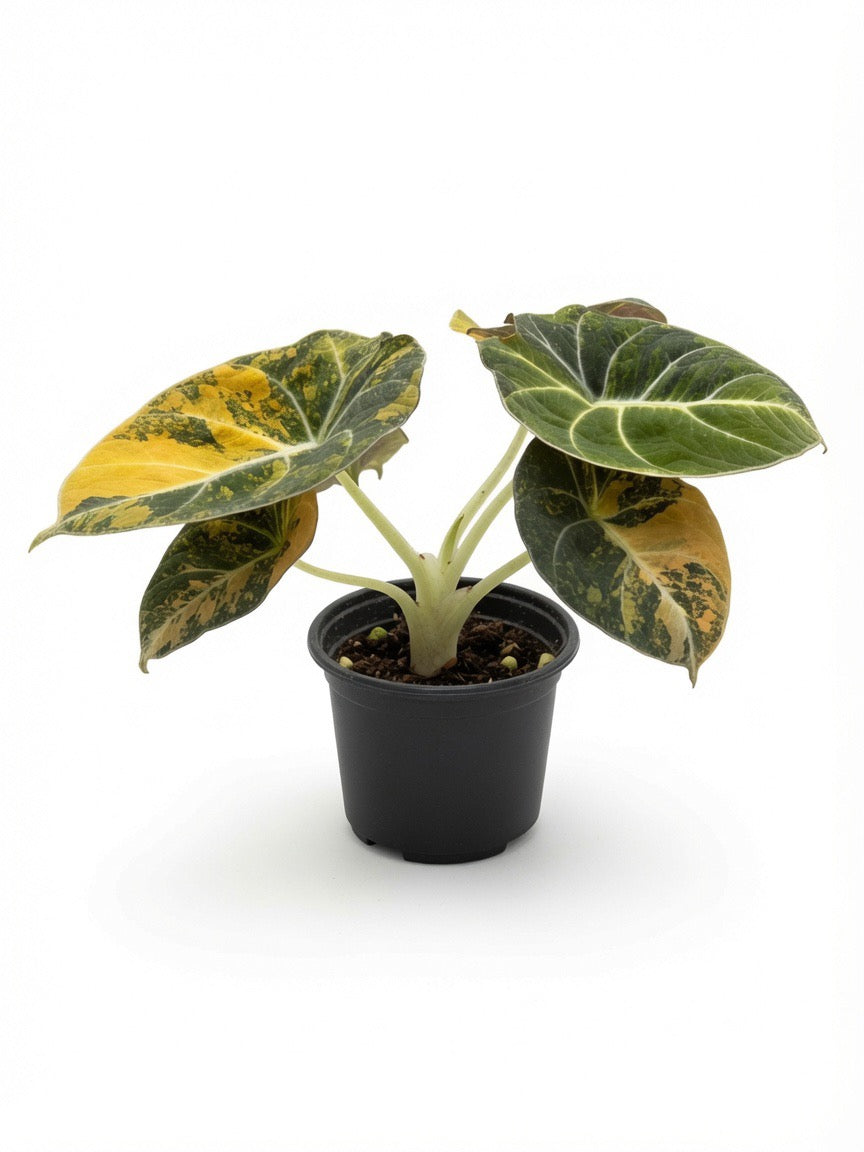 Alocasia Black Velvet Gold Variegated - Set of 10 Plants