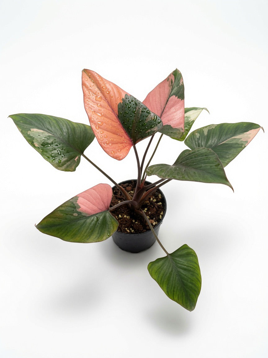 Homalomena Rubescens ‘Pink Diamond’ Variegated - Set of 10 Plants