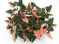 Homalomena Rubescens ‘Pink Diamond’ Variegated - Set of 10 Plants