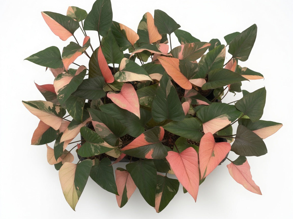 Homalomena Rubescens ‘Pink Diamond’ Variegated - Set of 10 Plants