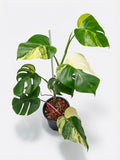 Monstera Borsigiana Aurea Variegated single plant showing golden yellow variegation on green leaves, premium wholesale specimen