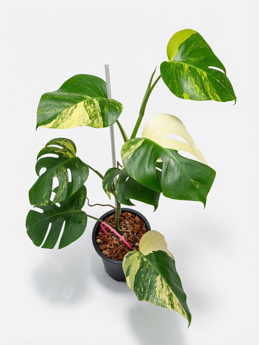 Monstera Borsigiana Aurea Variegated single plant showing golden yellow variegation on green leaves, premium wholesale specimen