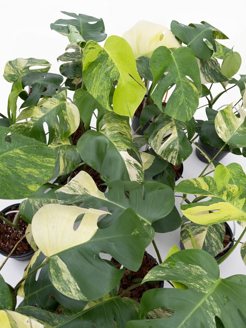 Set of 10 Monstera Borsigiana Aurea Variegated plants ready for wholesale, rare exotic variegated Monstera collection