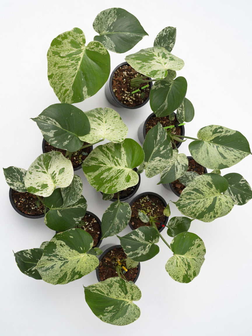 Set of 10 medium size Monstera Deliciosa ‘Bulbasaur’ Variegated plants in 6-inch pots showing distinctive marbled white and green variegation, premium wholesale rare Monstera