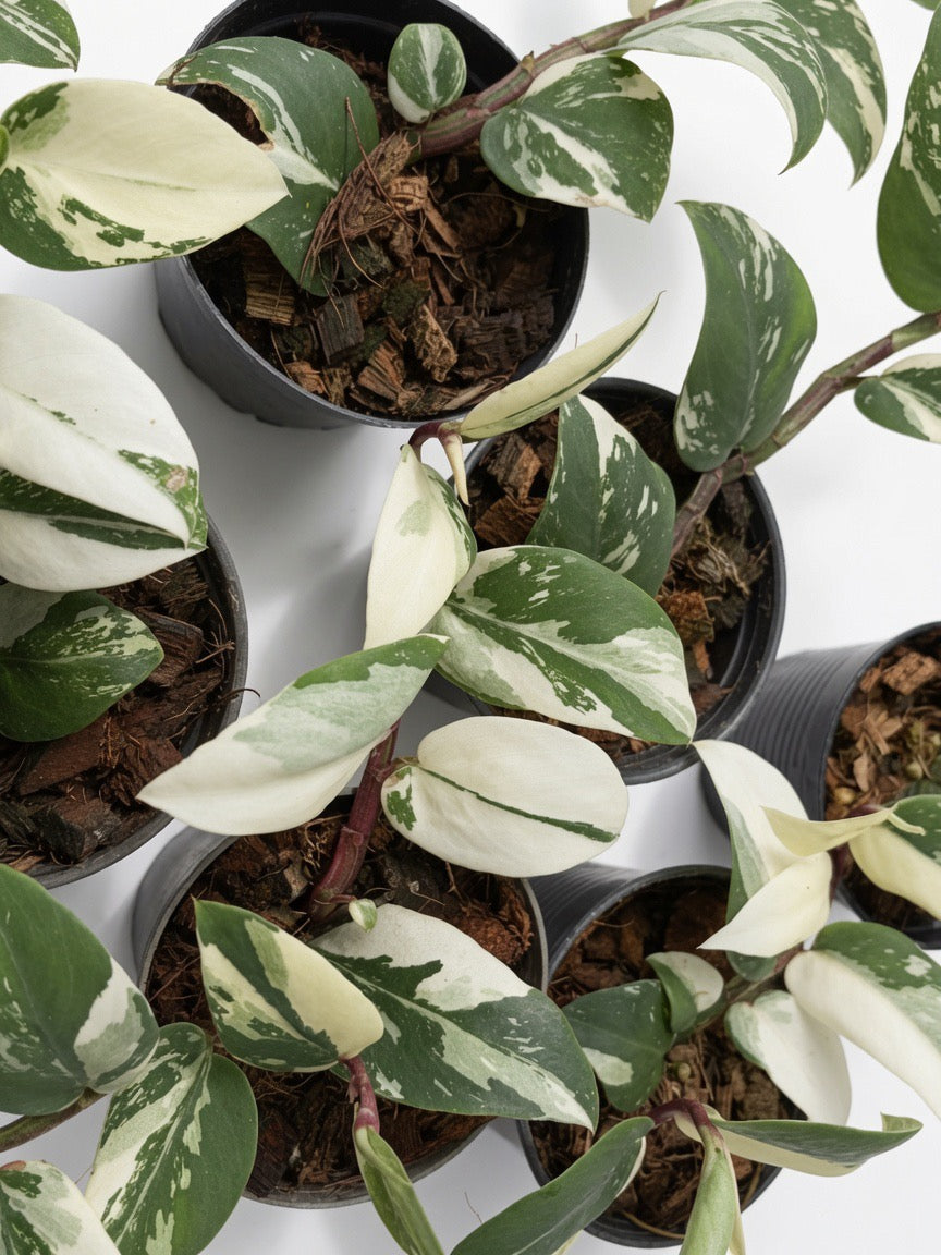 Rhaphidophora Hayi White Variegated - Set of 10 Plants