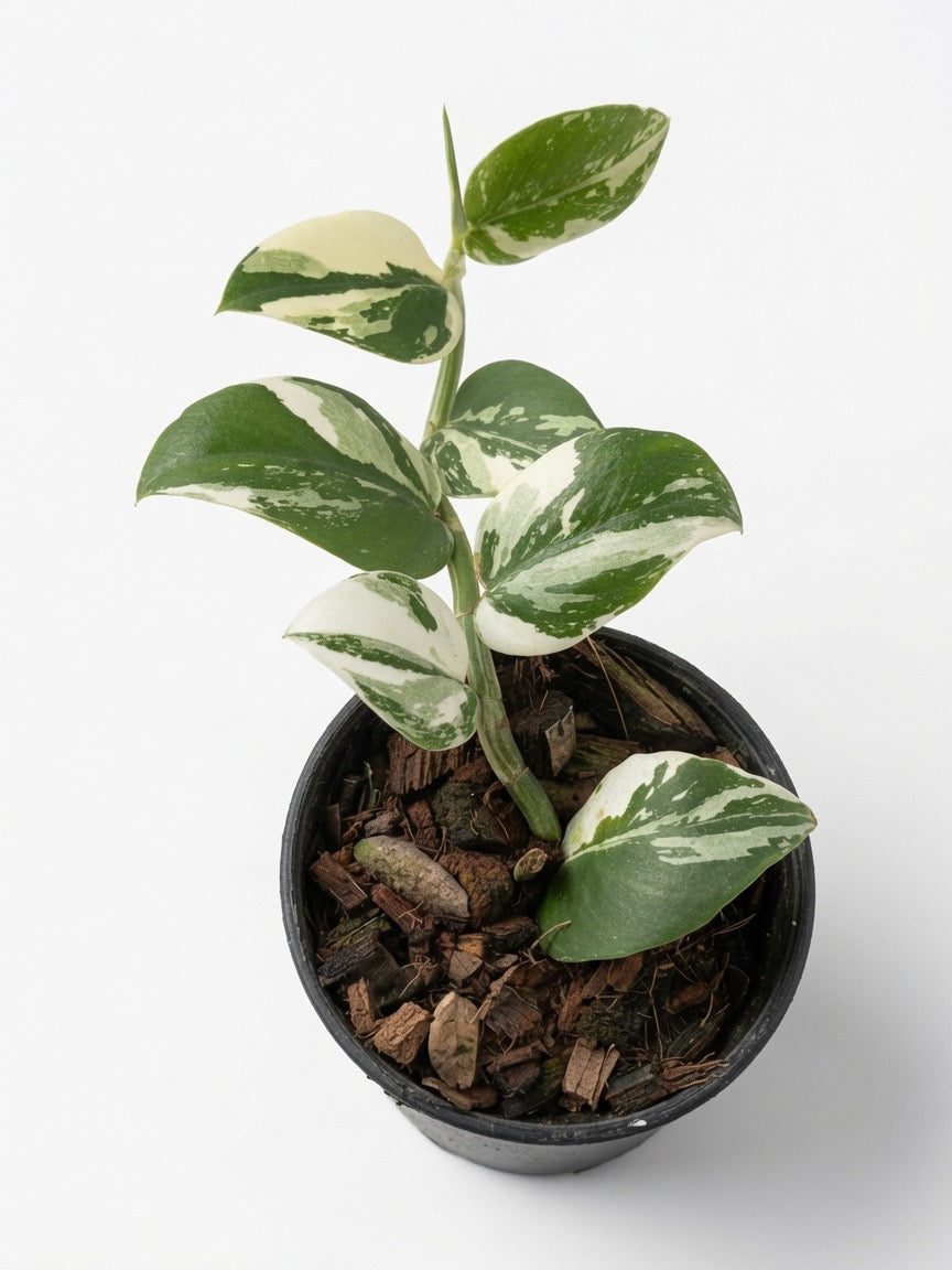 Rhaphidophora Hayi White Variegated - Set of 10 Plants