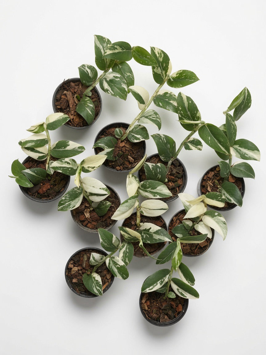 Rhaphidophora Hayi White Variegated - Set of 10 Plants