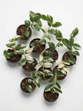 Rhaphidophora Hayi White Variegated - Set of 10 Plants