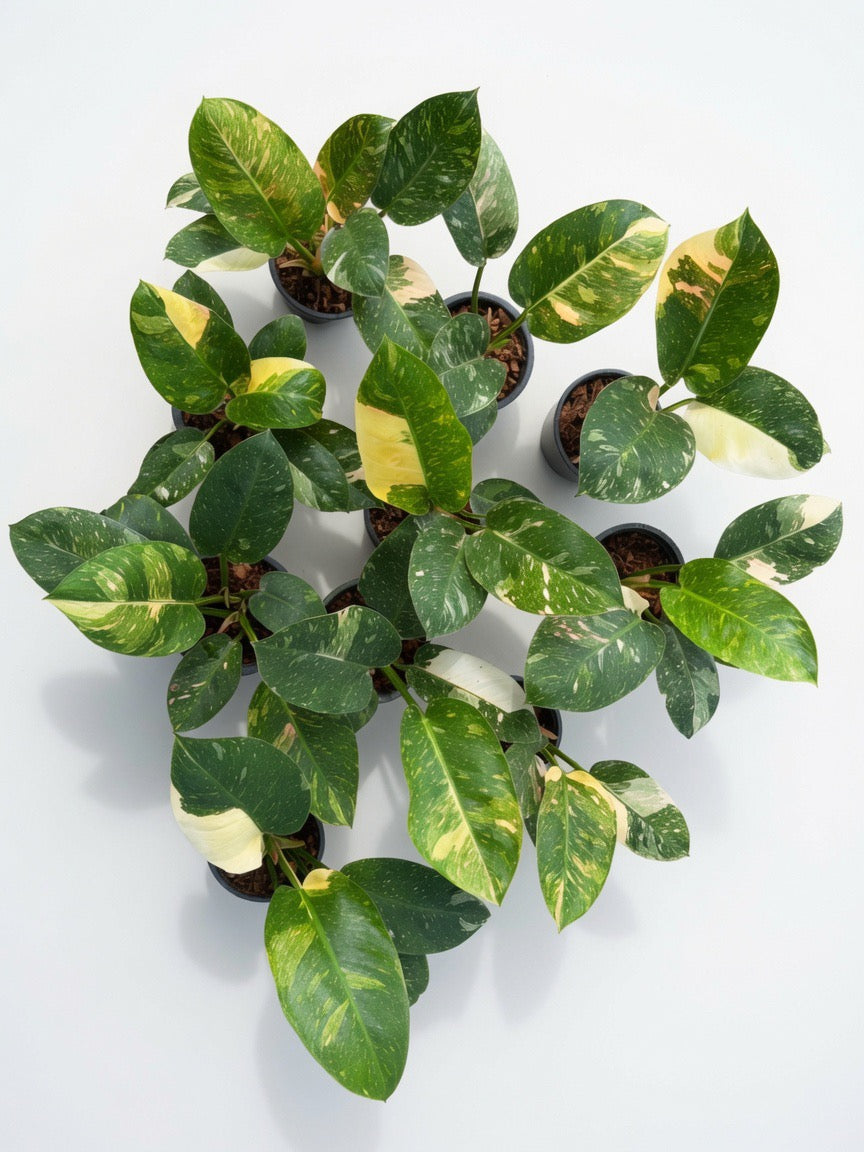 Philodendron Green Congo ‘Nuclear’ Variegated - Set of 10 Plants