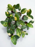 Philodendron Green Congo ‘Nuclear’ Variegated - Set of 10 Plants