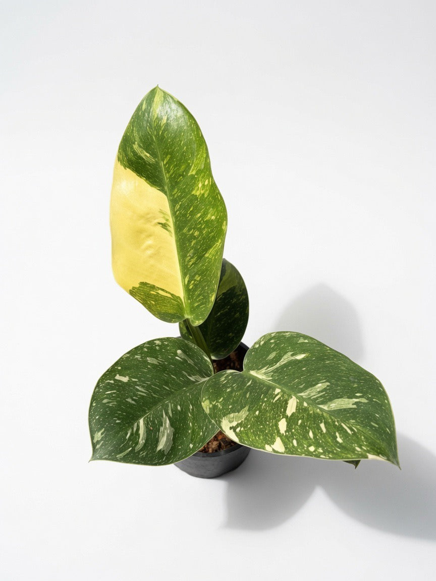 Philodendron Green Congo ‘Nuclear’ Variegated - Set of 10 Plants