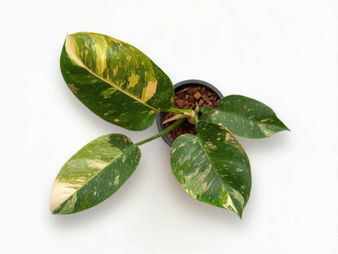 Philodendron Green Congo ‘Nuclear’ Variegated - Set of 10 Plants