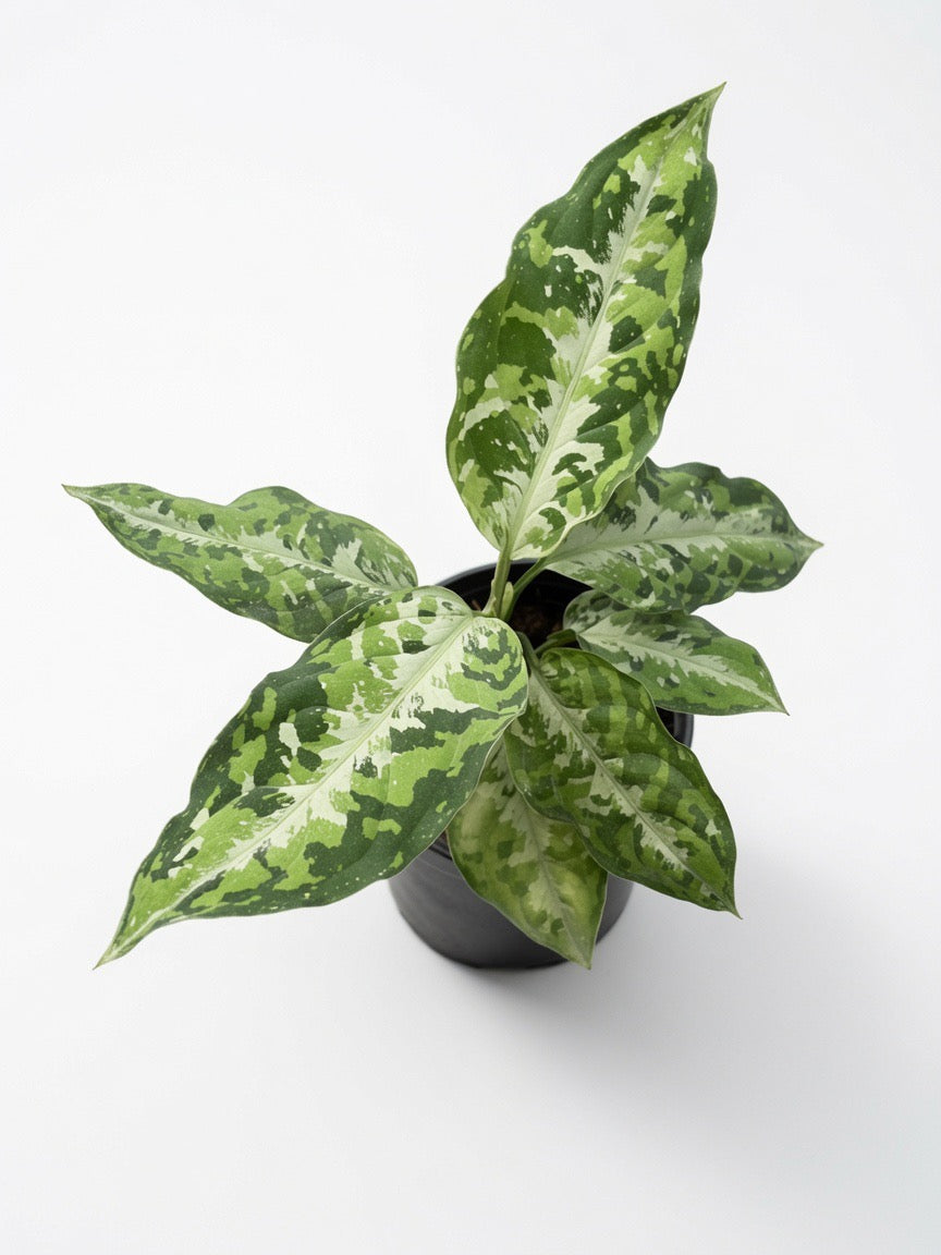 Aglaonema Pictum Tricolor - Set of 10 Plants