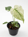 Monstera Deliciosa ‘White Monster’ (4-inch Pot) - Set of 10 Plants