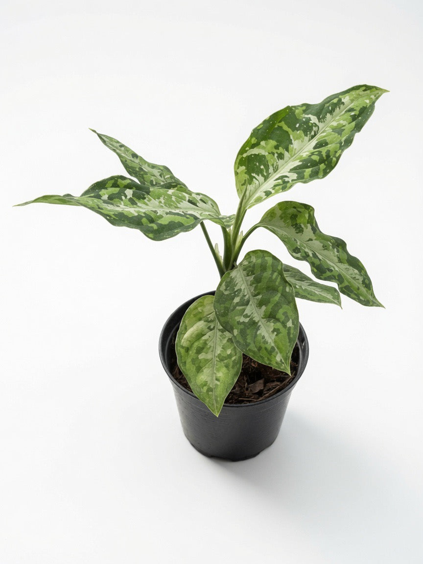 Aglaonema Pictum Tricolor - Set of 10 Plants
