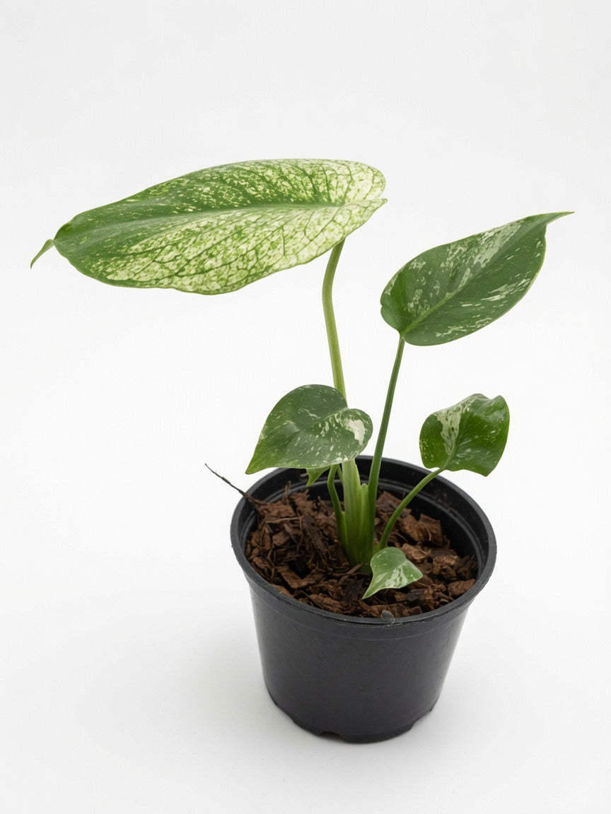 Monstera Deliciosa ‘White Monster’ (4-inch Pot) - Set of 10 Plants