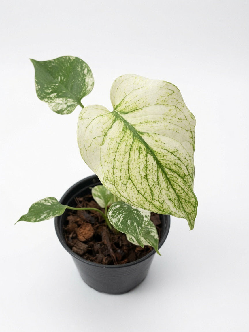 Monstera Deliciosa ‘White Monster’ (4-inch Pot) - Set of 10 Plants