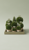 Boxwood Shrub Robust Root Ball