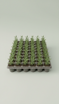 Emerald Arborvitae Privacy Starter